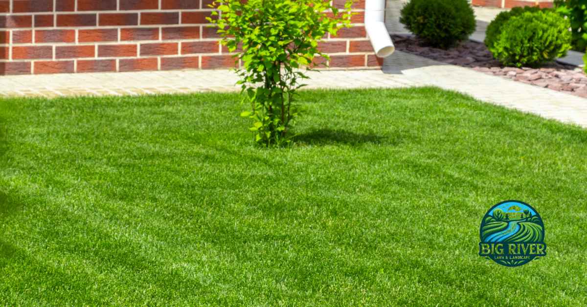 Tips for lawn care