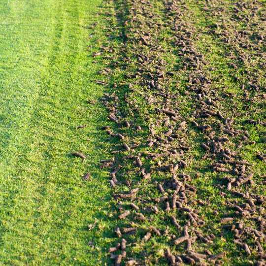 aerating lawn