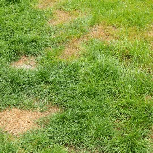 bare patches in lawn