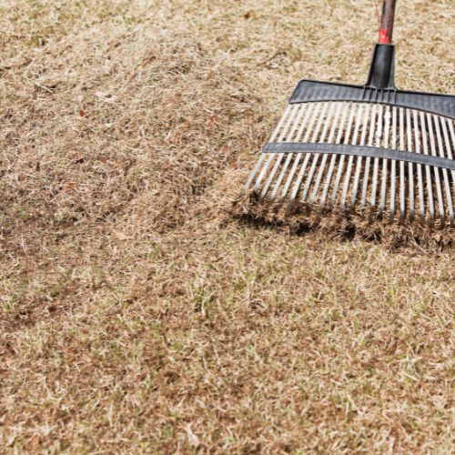 cleaning thatch