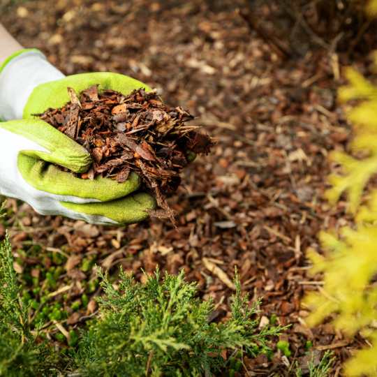 organic mulch