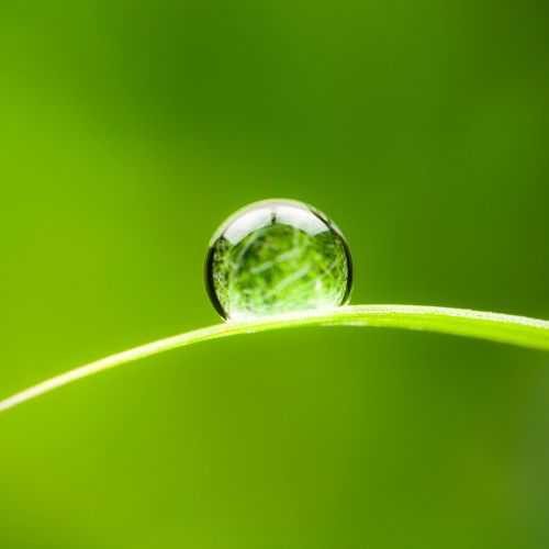 water drop with leaf