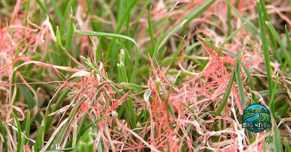 Beat Red Thread Lawn Disease: Spot & Stop It Fast!