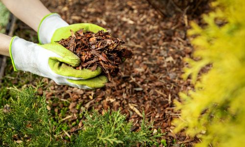 mulching retain soil moisture