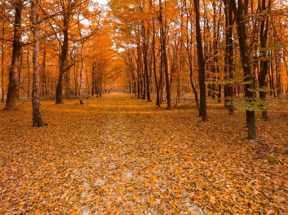 spring fall and winter cleanups in milltownnj